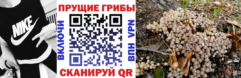 Псилоцибиновые грибы Psilocybe Красноперекопск